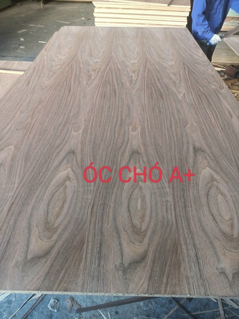 Veneer óc chó A +
