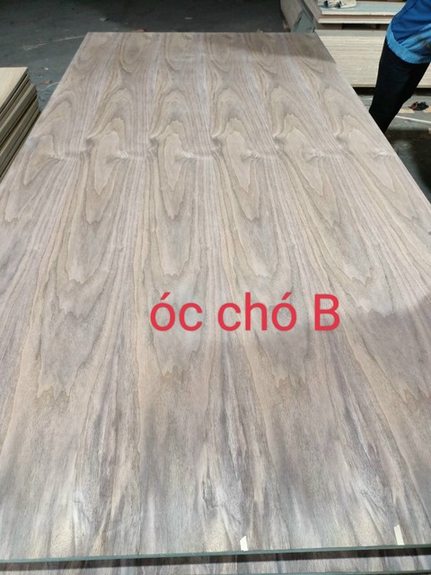 Veneer óc chó B
