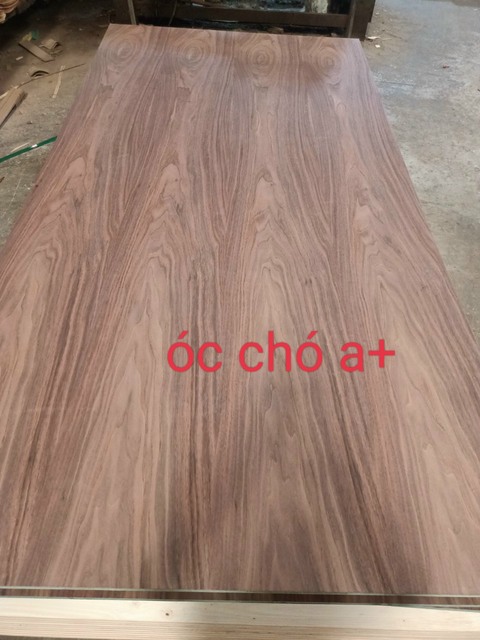 Veneer óc chó A +